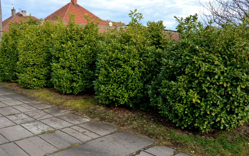 Shrub Replacement